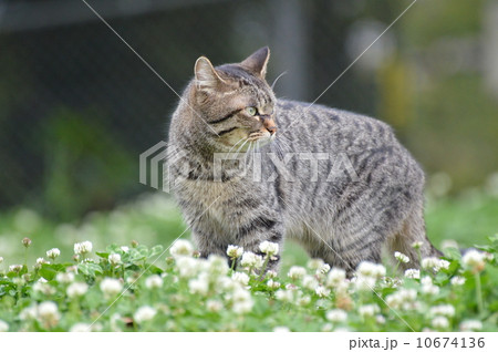 ネコ 10674136
