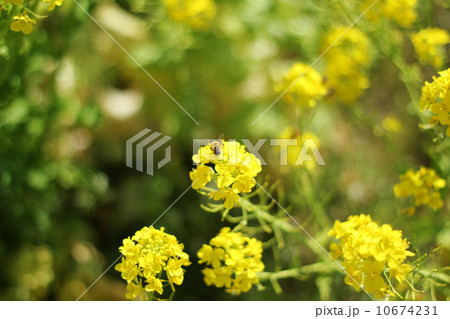 菜の花と蜂 菜の花と蜂 10674231