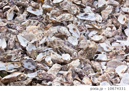 Oysters shells at fish market 10674331