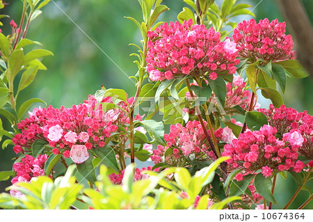 カルミア カルミア 10674364