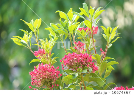 カルミア カルミア 10674367