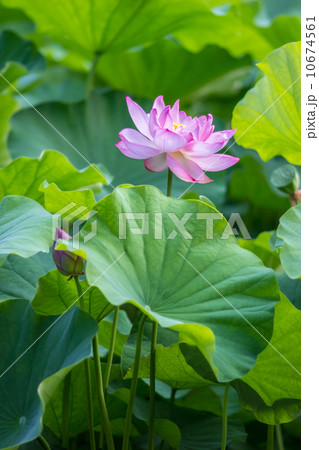 夏の花 ハス（漁山紅蓮）＠府中・郷土の森公園の修景池 10674561