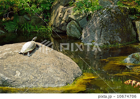湯島天満宮・日本庭園 湯島天満宮・日本庭園 10674706