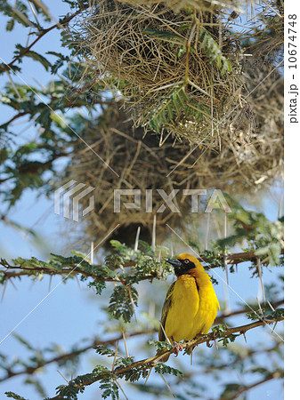アフリカの黄色い野鳥 10674748