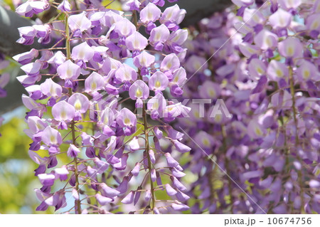 野田藤 野田藤 10674756