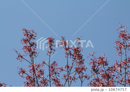 ハナノキ ハナノキ 10674757