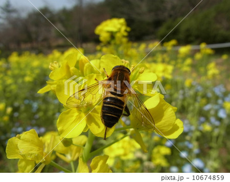 菜の花にアシブトハナアブ 10674859