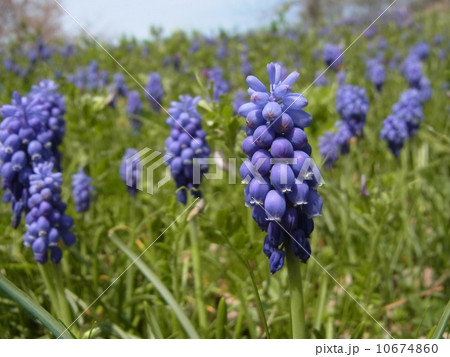 ムスカリ 10674860