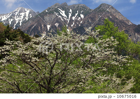 上高地　コナシの花と明神岳 10675016