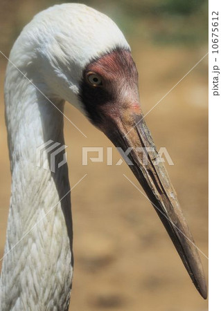 ソデグロヅル 10675612