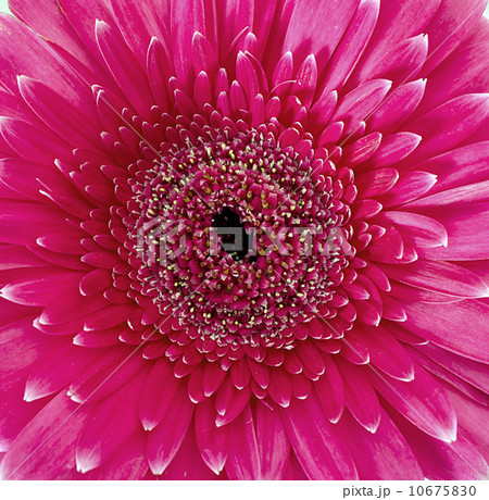 Gerber Daisy isolated on white background Gerber Daisy isolated on white background 10675830