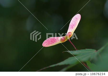 モミジの種 モミジの種 10676234