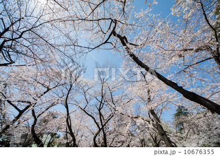 春に包まれて 春に包まれて 10676355