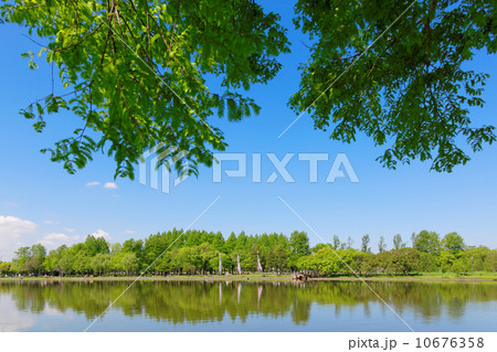 新緑のみさと公園より水元公園と湖面に映える景観を臨む 10676358