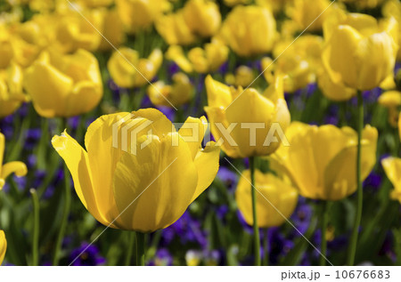 チューリップ チューリップ 10676683