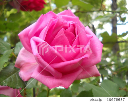 バラ バラ 10676687