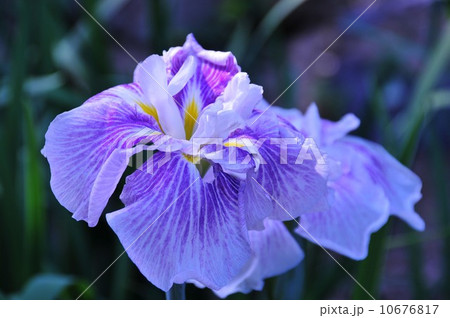 はなショウブ はなショウブ 10676817