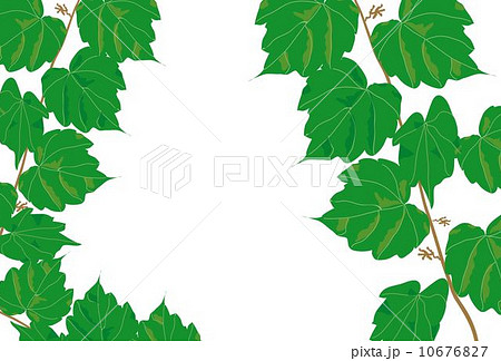 新緑のツタの葉のお洒落なグリーティングカードのイラスト素材 10676827 Pixta