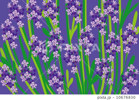 ラベンダーの紫の花のポストカードのイラスト素材
