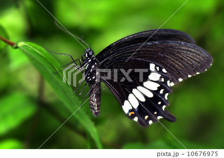 butterfly butterfly 10676975