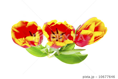 Beautiful tulips on white background 10677646