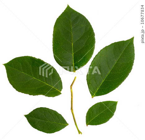 rose leaf isolated on white rose leaf isolated on white 10677834