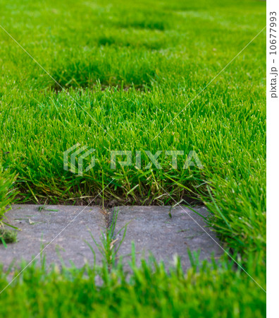 Footpath on a grass Footpath on a grass 10677993