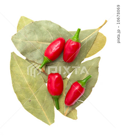laurel leafs, hot pepper on white background laurel leafs, hot pepper on white background 10678069