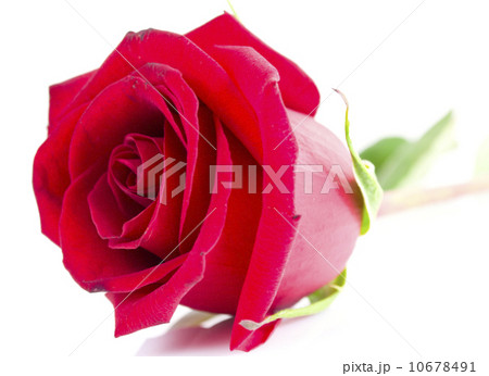 red rose 10678491