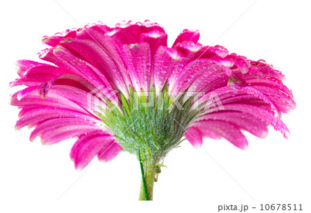 Pink Gerbera Pink Gerbera 10678511
