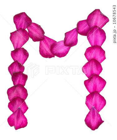 Pink Clematis petals forming letter M Pink Clematis petals forming letter M 10678543