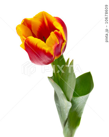 Beautiful tulips on white background 10678609