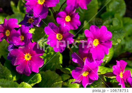 Pink Primrose plant 10678751