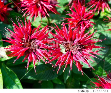 Red Monarda in the garden Red Monarda in the garden 10678781