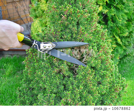Clippers on the Green Grass Clippers on the Green Grass 10678862