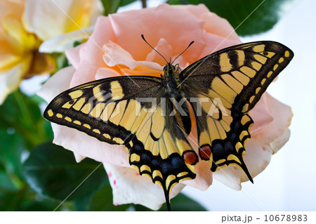 Tiger Swallowtail (Papilio Glaucus) Butterfly on A Cone-flower Tiger Swallowtail (Papilio Glaucus) Butterfly on A Cone-flower 10678983