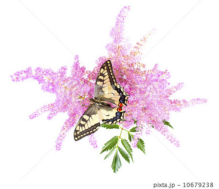 Tiger Swallowtail (Papilio Glaucus) Butterfly on A Cone-flower Tiger Swallowtail (Papilio Glaucus) Butterfly on A Cone-flower 10679238