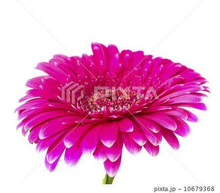 Pink Gerbera 10679368
