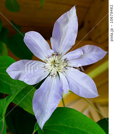 light purple clematis 10679462