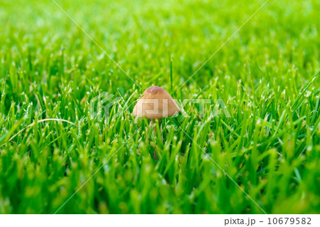 Mushroom on a green grass 10679582