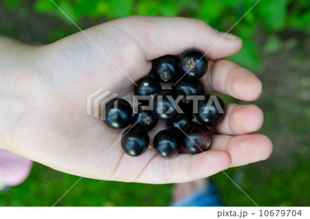 Currants in the palm of child 10679704