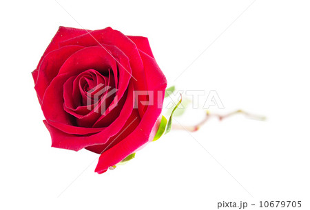 beautiful red roses and petals isolated on white beautiful red roses and petals isolated on white 10679705