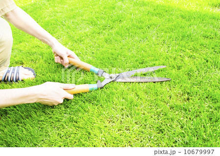 Hands are cut bush clippers 10679997