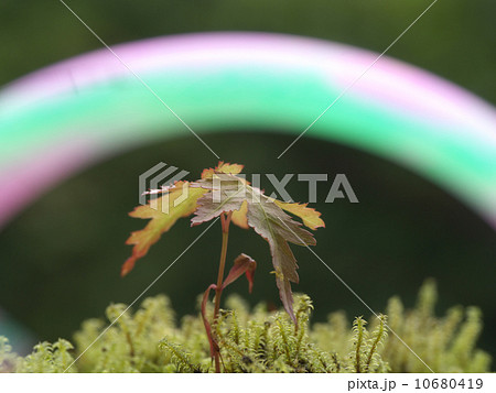 エコイメージ 10680419