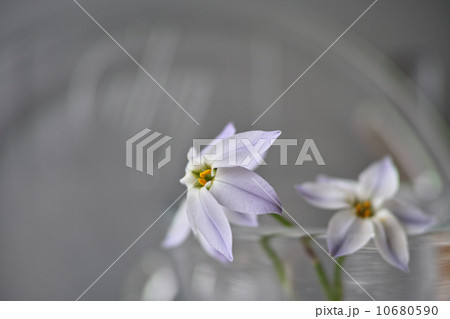 透明なグラスに生けたオオニワゼキショウ Annual Blue Eyed Grass and glass (Scientific name: sisyrinchium graminoides) 透明なグラスに生けたオオニワゼキショウ Annual Blue Eyed Grass and glass (Scientific name: sisyrinchium graminoides) 10680590