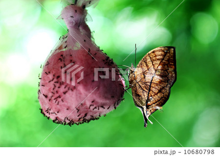 Butterfly 10680798