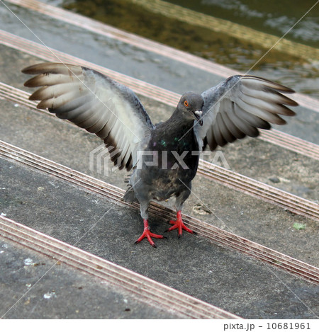 Pigeon Pigeon 10681961