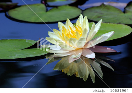 lotus flower lotus flower 10681964