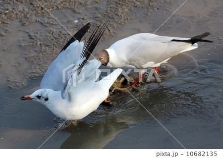 Seagulls fighting Seagulls fighting 10682135