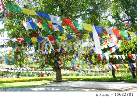 ルンビニー 10682381